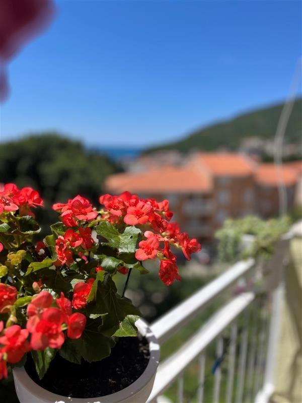 Apartmani Neda Bane Petrovac Zewnętrze zdjęcie